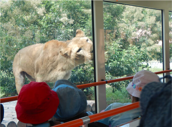 動物園遠足でガラス越しにライオンを見る子どもたち