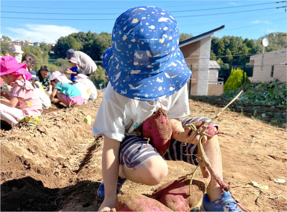 晴天の畑で芋掘りをする男の子