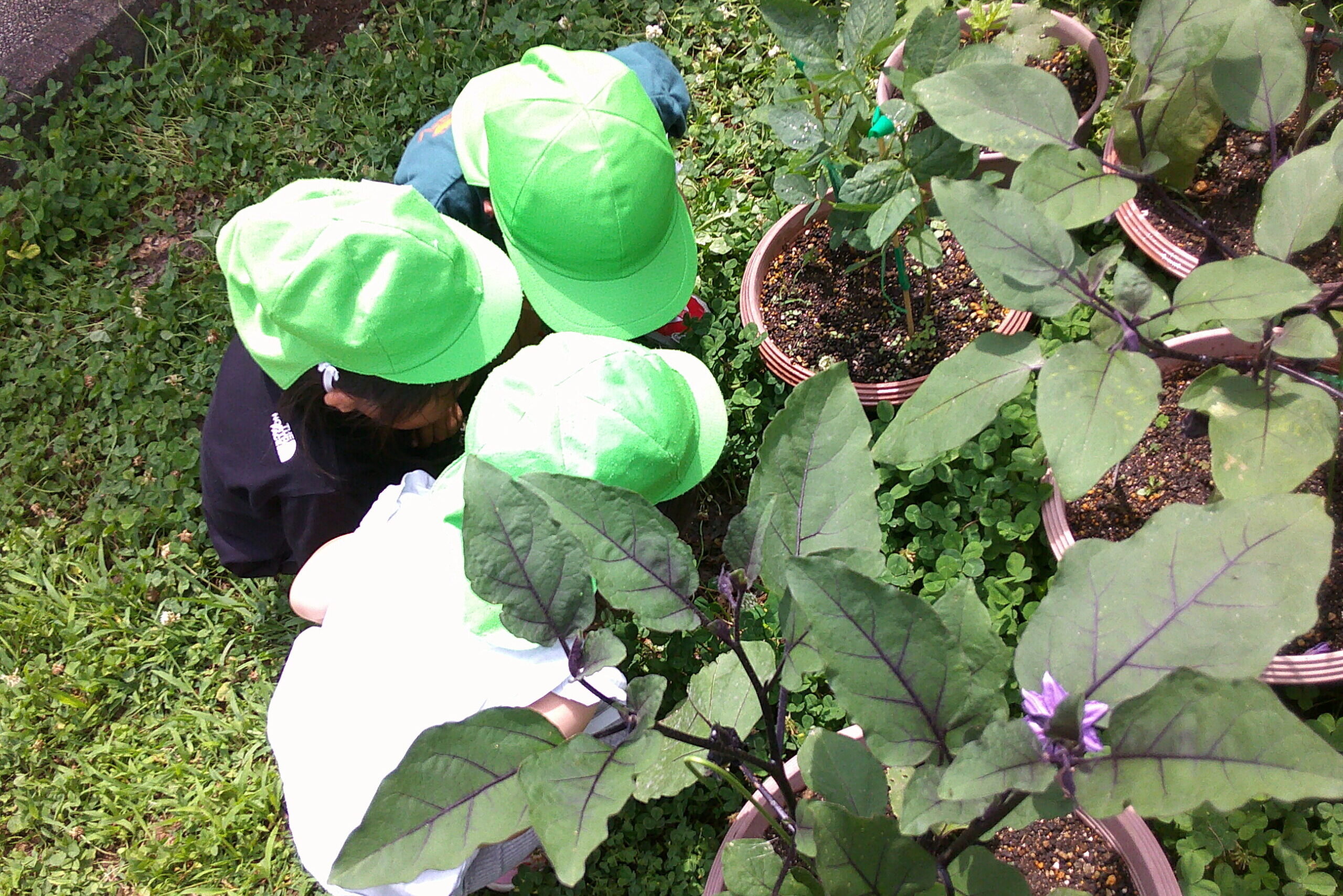 植物の鉢を見る子どもたち