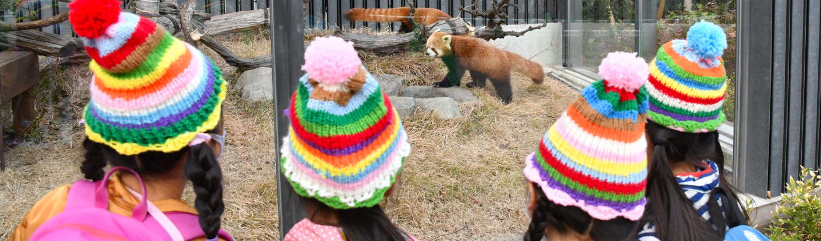 4人の女の子が、動物園でレッサーパンダを見る様子。