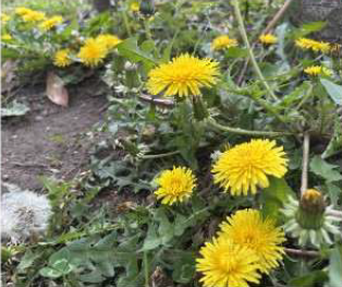 たんぽぽの花